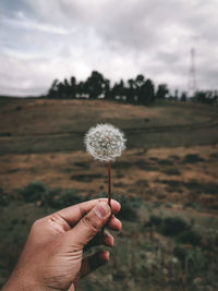 Hand holding dandelion flower on field