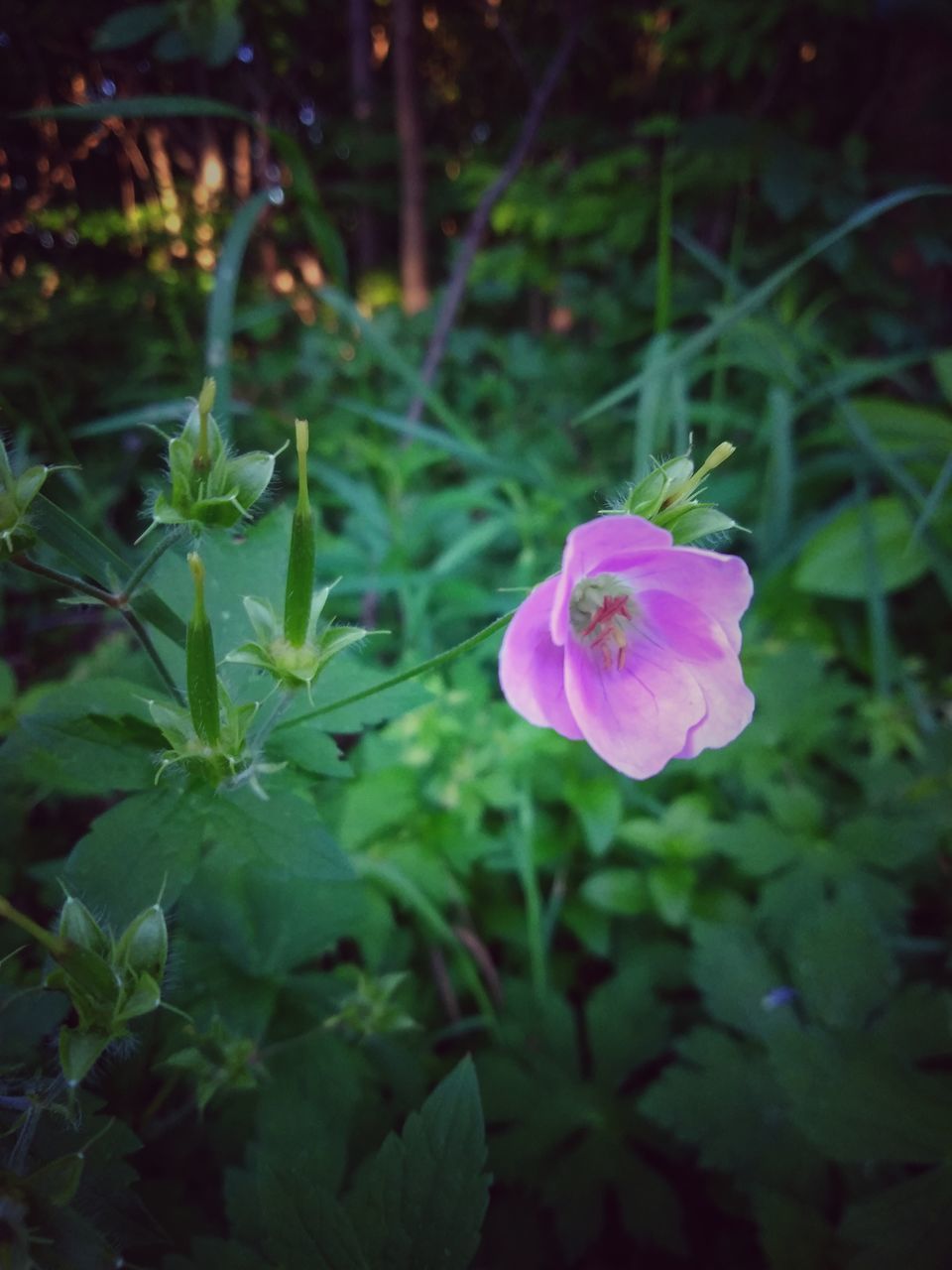 CLOSE-UP OF PURPLE FLOWER PLANT