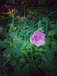 Close-up of purple flowering plant