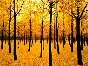 Trees in park