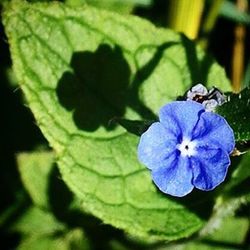 Close-up of purple flower