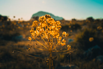 Close-up of yellow flowering plant on field against sky