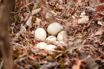 Close-up of eggs on field
