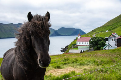 Horse standing on field against sky