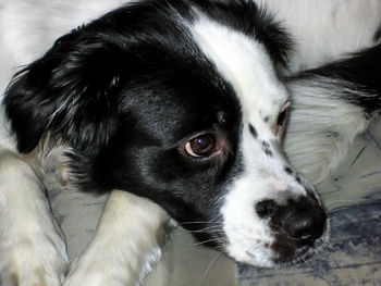 Close-up portrait of dog
