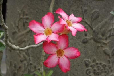 Close-up of pink flowers blooming outdoors