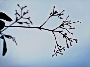 Low angle view of silhouette tree against clear sky