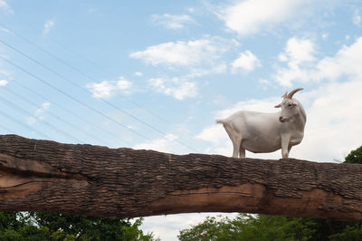 Low angle view of an animal against sky