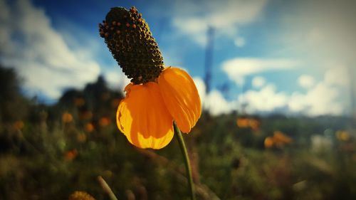 Close-up of yellow flowering plant on field