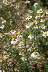 Close-up of white flowering plants on field