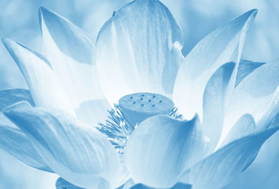 Close-up of white crocus flowers