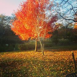 Autumn leaves on tree