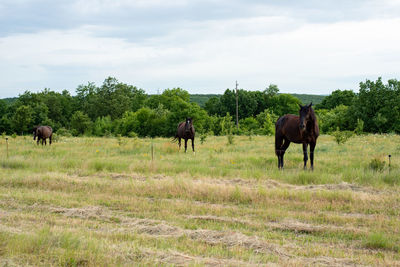 Horses in a field