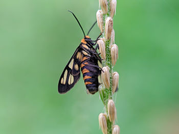 Close-up of butterfly