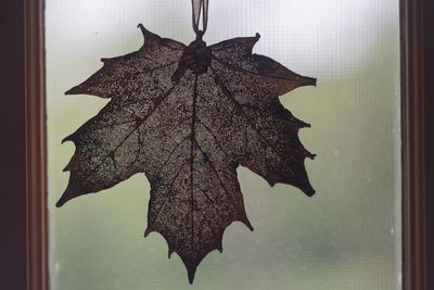 Close-up of maple leaf on window