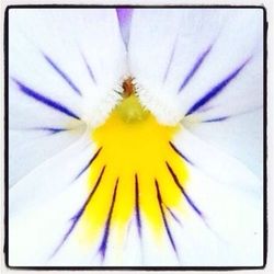 Close-up of yellow flower