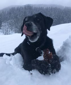 Dog looking at snow on field during winter