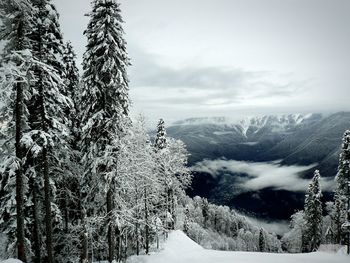 Trees on snow covered landscape against sky