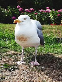Close-up of seagull perching on a field