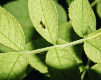 Close-up of insect on leaf