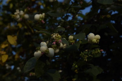 Low angle view of flowers blooming on tree