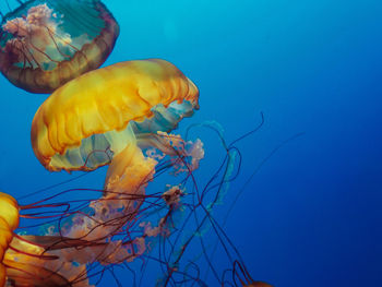 Close-up of jellyfish swimming in sea