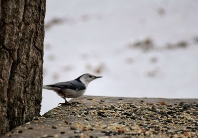 Bird perching on retaining wall