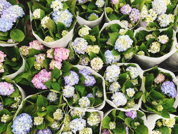 Cropped hand holding potted plants