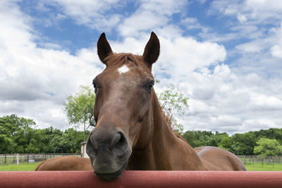 Portrait of horse in ranch against sky