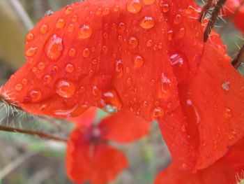 Close-up of wet red flower