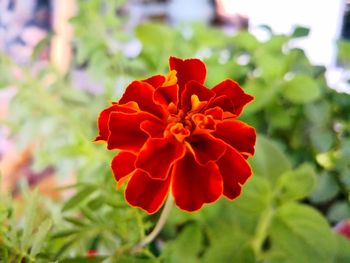 Close-up of red flower