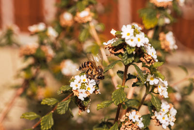 Close-up of bee on flower