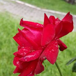 Close-up of wet red poppy blooming outdoors