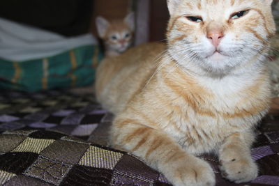 Cat resting on floor