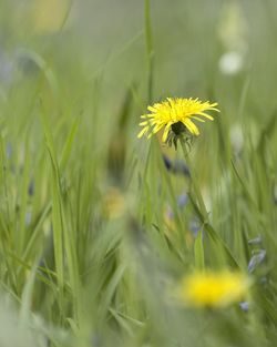 Close-up of yellow dandelion flower on field