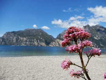 Close-up of pink flowering plant by sea against sky