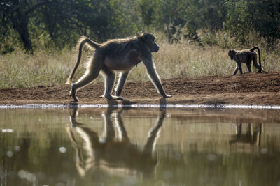 Monkeys in lake