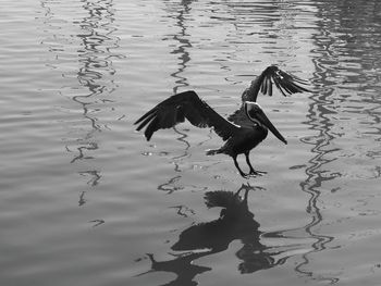 Bird flying over lake