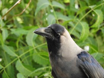 Close-up of bird perching on plant