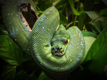 Close-up of snake on plant