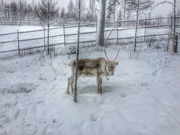 Snow on field during winter