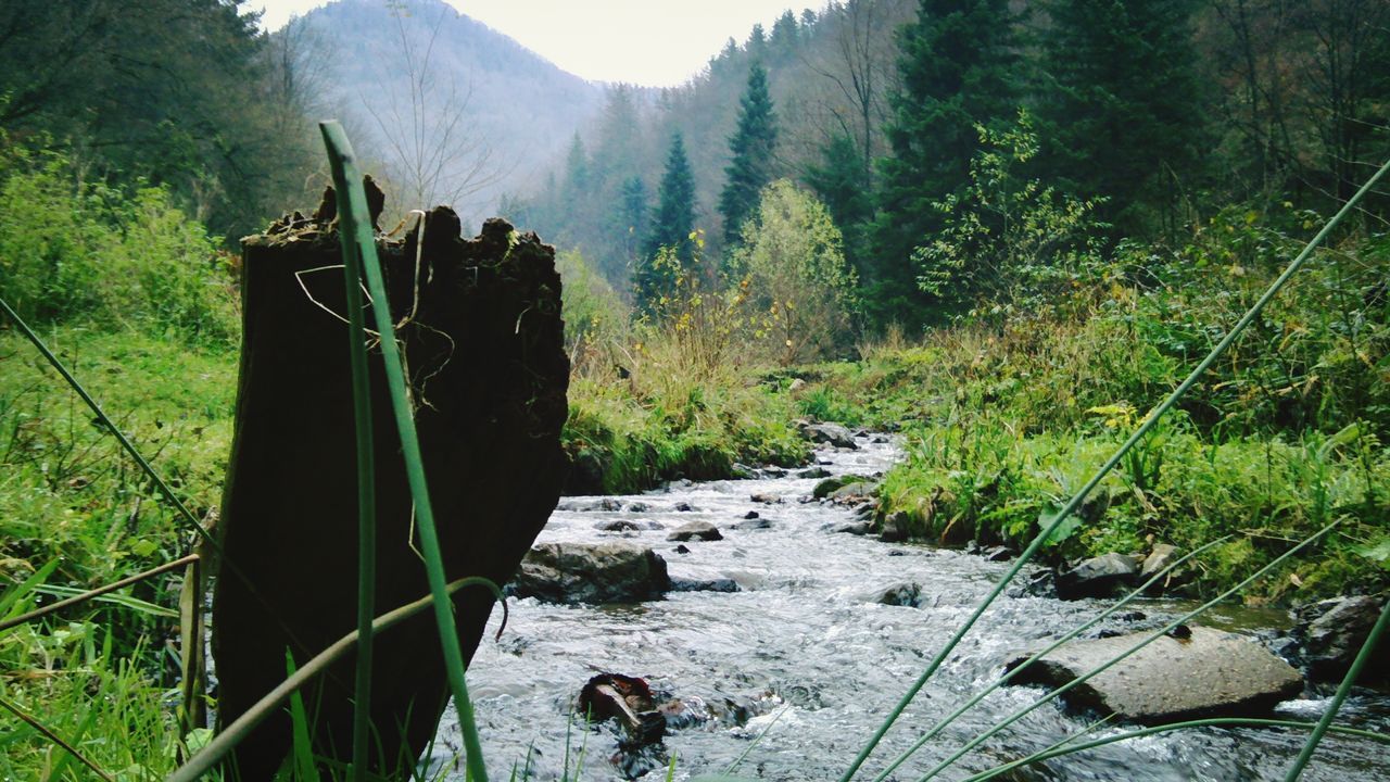 mountain, tree, tranquility, nature, tranquil scene, forest, scenics, landscape, beauty in nature, non-urban scene, plant, growth, green color, rock - object, hiking, day, grass, stream