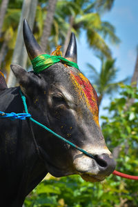 Close-up of a lizard