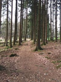 Trees in forest