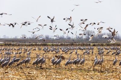 Birds flying against sky