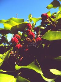 Low angle view of fruits on tree