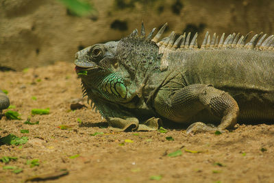 Close-up of lizard on field