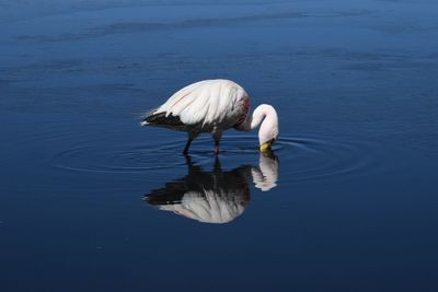 High angle view of bird in lake