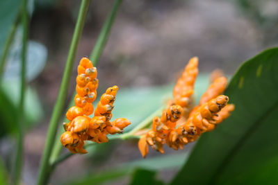 Close-up of orange flower buds growing outdoors