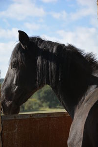 Close-up of black horse against sky on sunny day